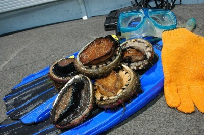Abalone and dive equipment.JPG