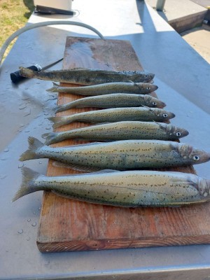 WHITING AND FLATHEAD COMPRESSED.jpg