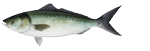 Rank: Australian Salmon